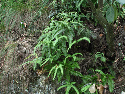 �����ҹ�