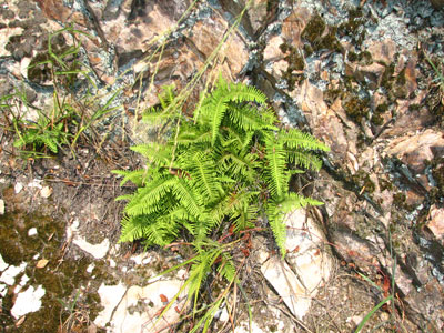 �����ҹ�