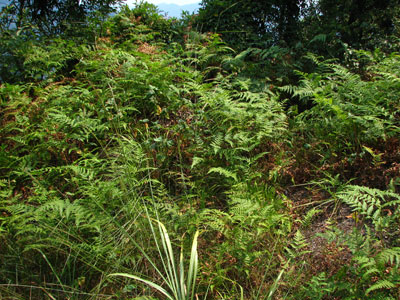 �����ҹ�