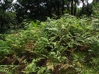 �����ҹ�