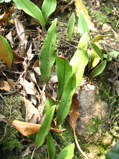 �����ҹ�