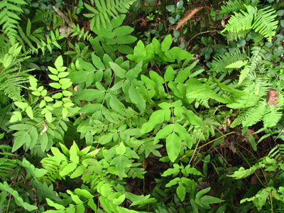 �����ҹ�