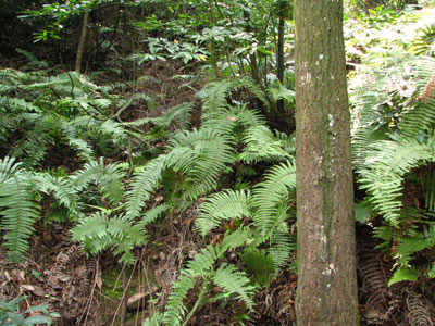 �����ҹ�