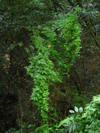 �����ҹ�