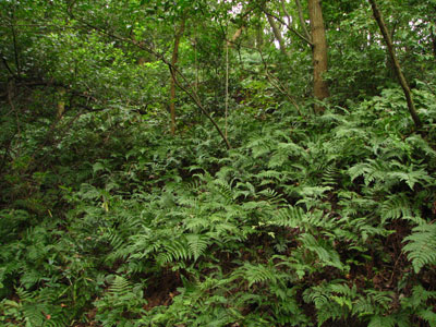 �����ҹ�