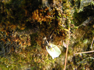 �����ҹ�