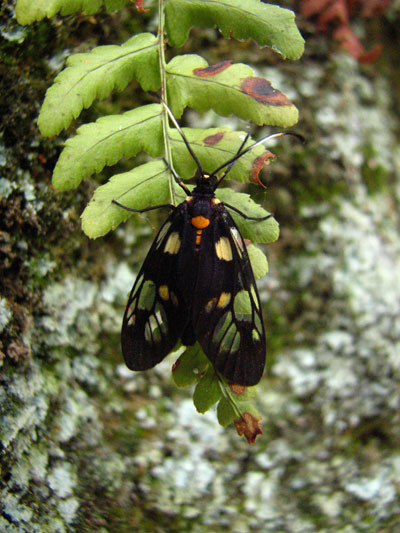 �����ҹ�