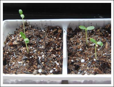 �²������մ���ѿ��~