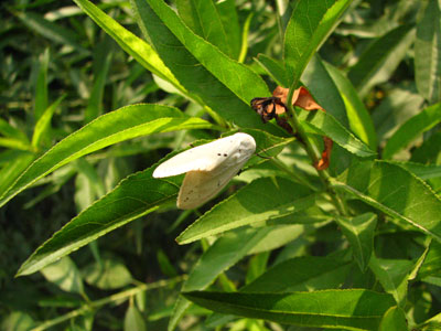 �����ҹ�