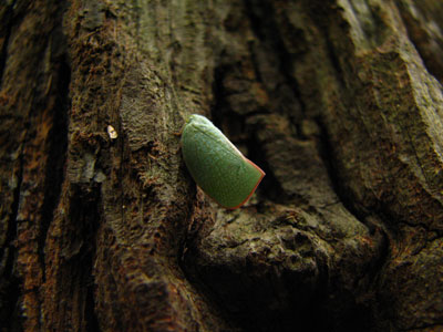 �����ҹ�