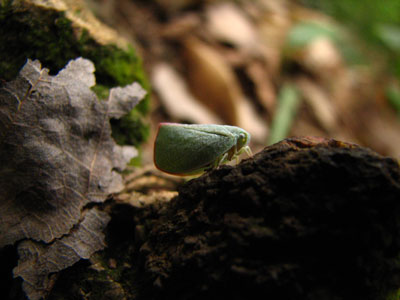 �����ҹ�