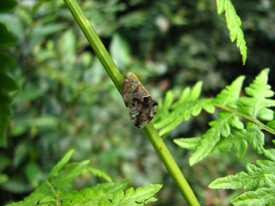 �����ҹ�