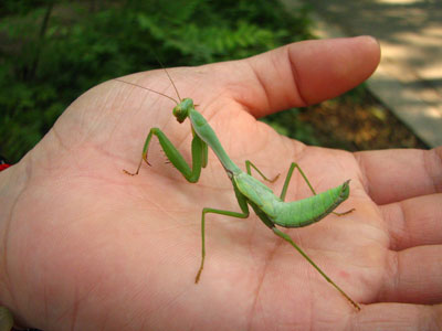 �����ҹ�