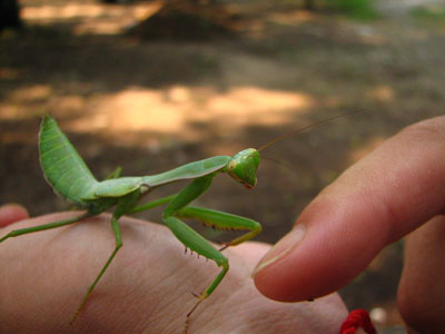 �����ҹ�