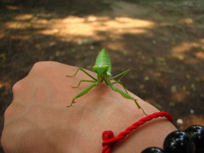 �����ҹ�