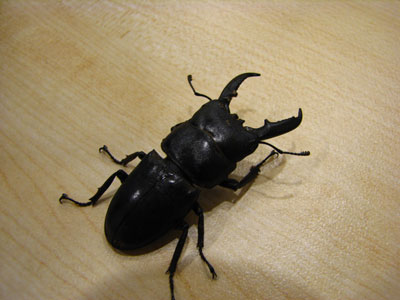 �����ҹ�