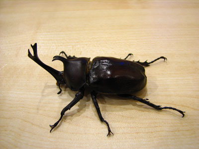 �����ҹ�