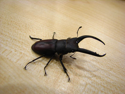 �����ҹ�