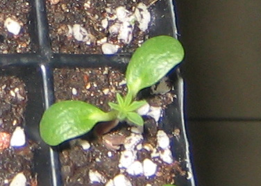 �ﲥҲ���......P13