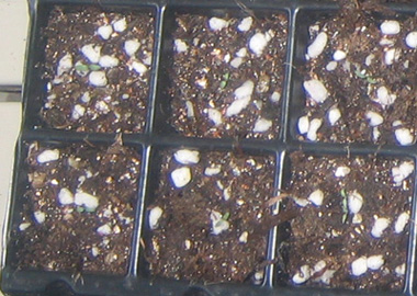 �ﲥҲ���......P13