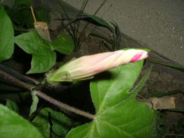 ���������ϻ���~P2ţ����һ��