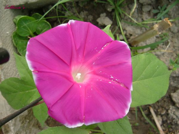 ���������ϻ���~P2ţ����һ��