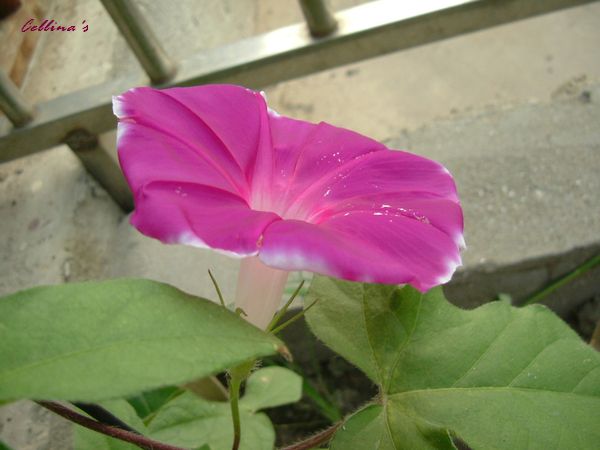 ���������ϻ���~P2ţ����һ��