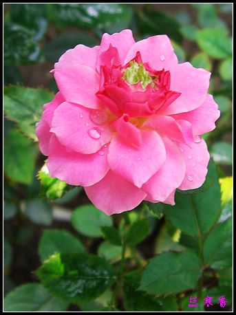 ��������¼���԰:��������±�ɫ�ˣ�