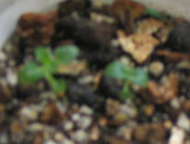 ���ֵ��ֻ��ռ�