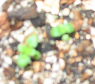 ���ֵ��ֻ��ռ�