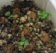 ���ֵ��ֻ��ռ�