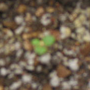 ���ֵ��ֻ��ռ�