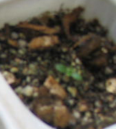 ���ֵ��ֻ��ռ�