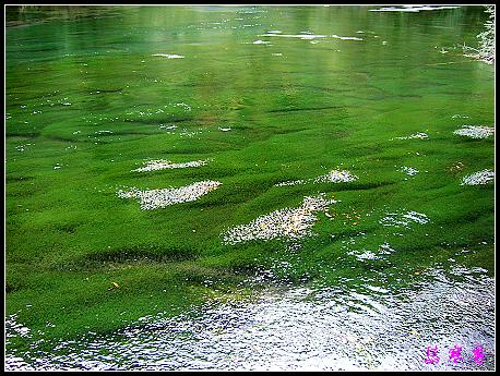 �����ۻ���:��ƺ��