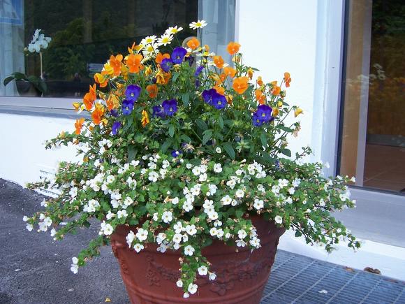 ��ʳ���������û�������(������)