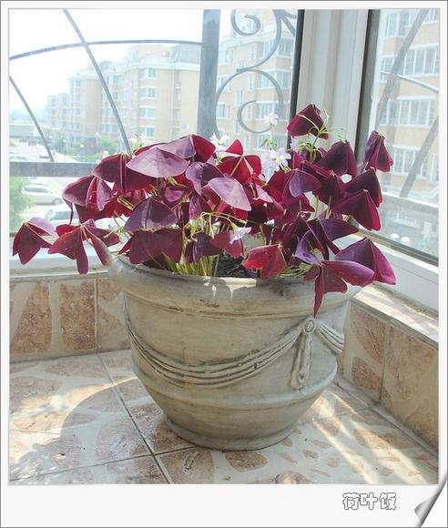 ��ʳ���������û�������(������)