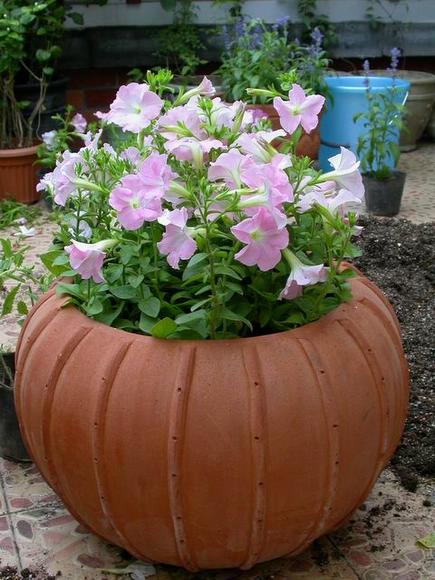 ��ʳ���������û�������(������)