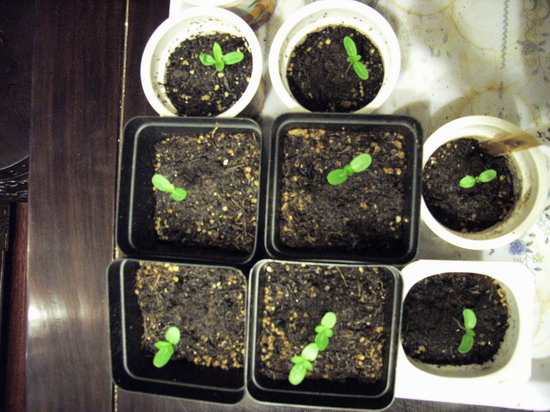 8��2��  ��ǣţ�ж����ˡ���  P5 ���� *������ﲥ*