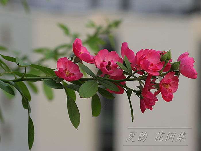 ���伯----�ҵ��¼���԰(�У�������ĵ����