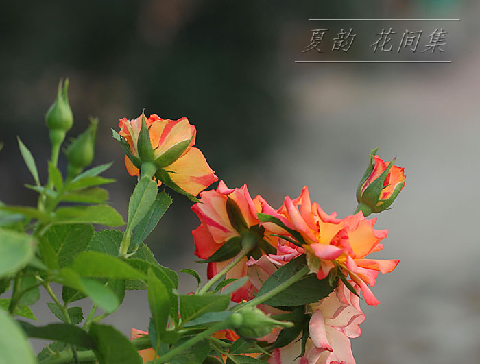 ���伯----�ҵ��¼���԰(�У�������ĵ����