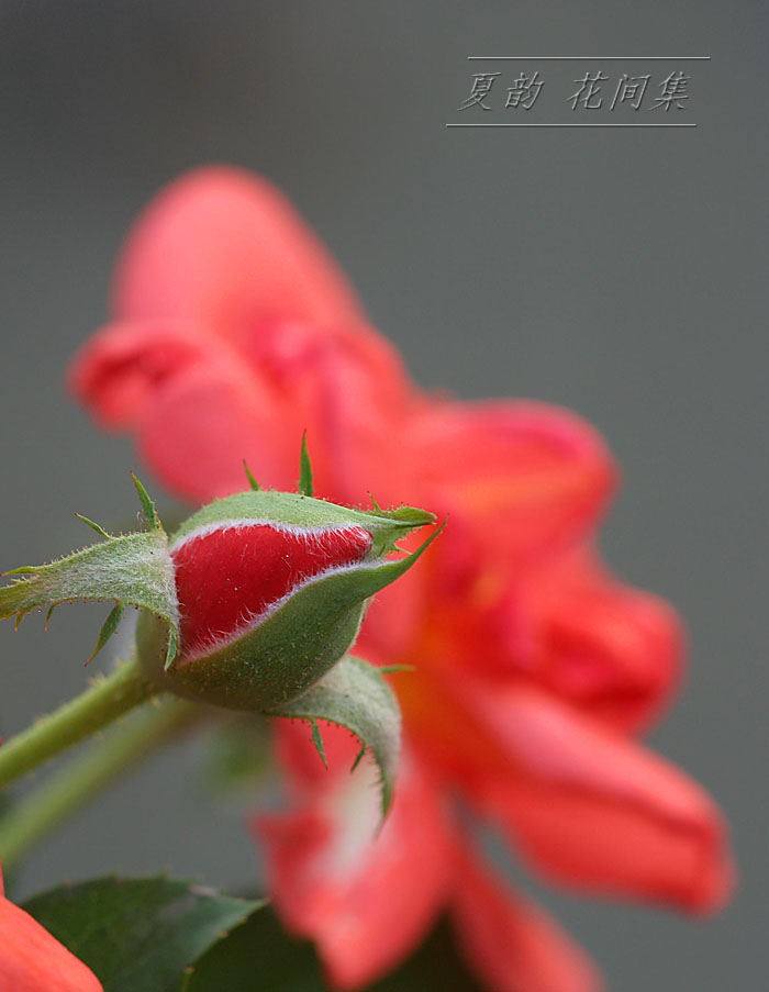 ���伯----�ҵ��¼���԰(�У�������ĵ����