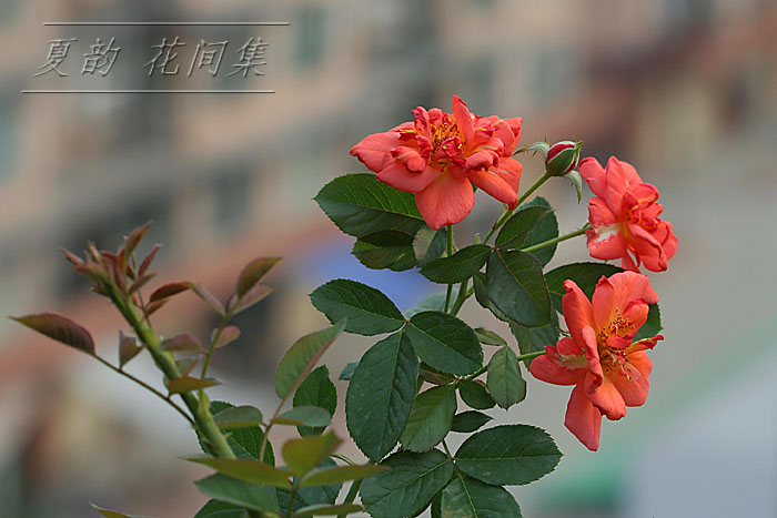 ���伯----�ҵ��¼���԰(�У�������ĵ����