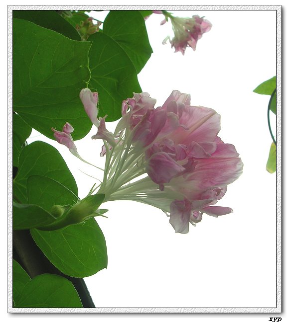 �����ţȺ(��Сţ��)