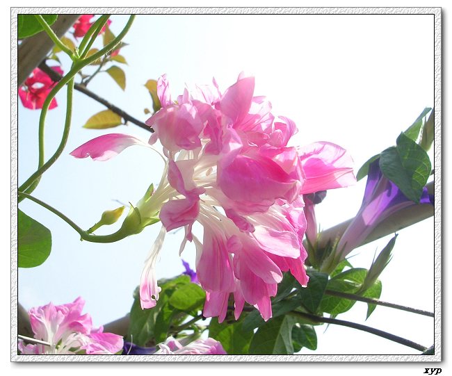 �����ţȺ(��Сţ��)