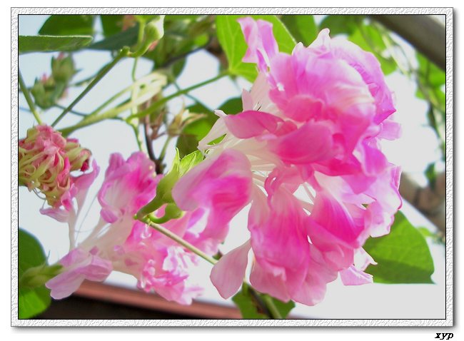 �����ţȺ(��Сţ��)