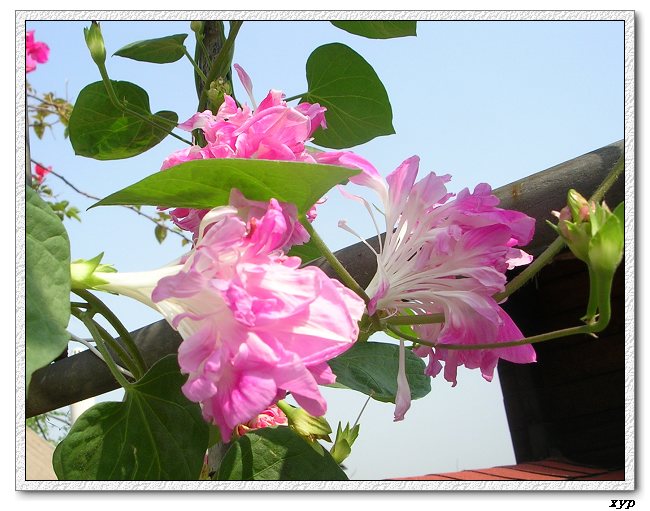 �����ţȺ(��Сţ��)