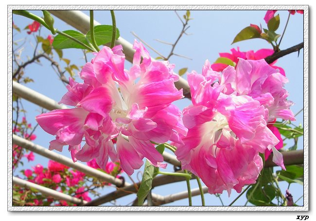 �����ţȺ(��Сţ��)