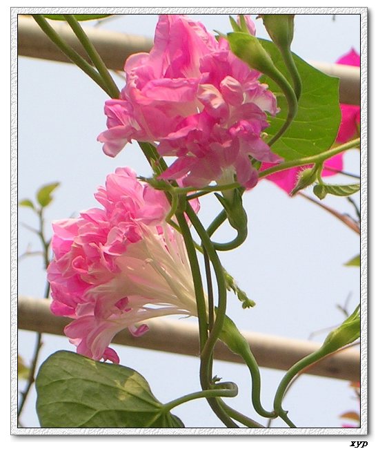 �����ţȺ(��Сţ��)