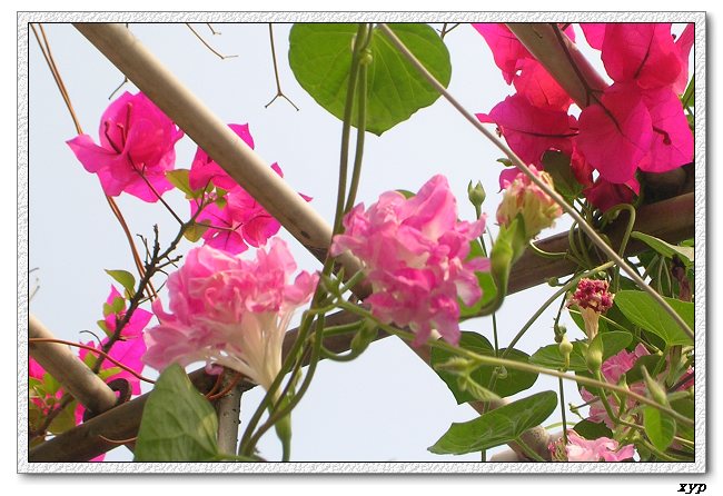 �����ţȺ(��Сţ��)