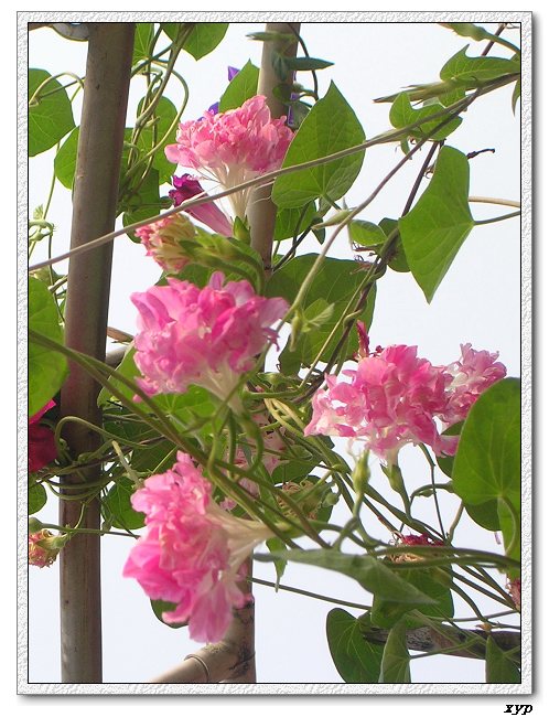 �����ţȺ(��Сţ��)